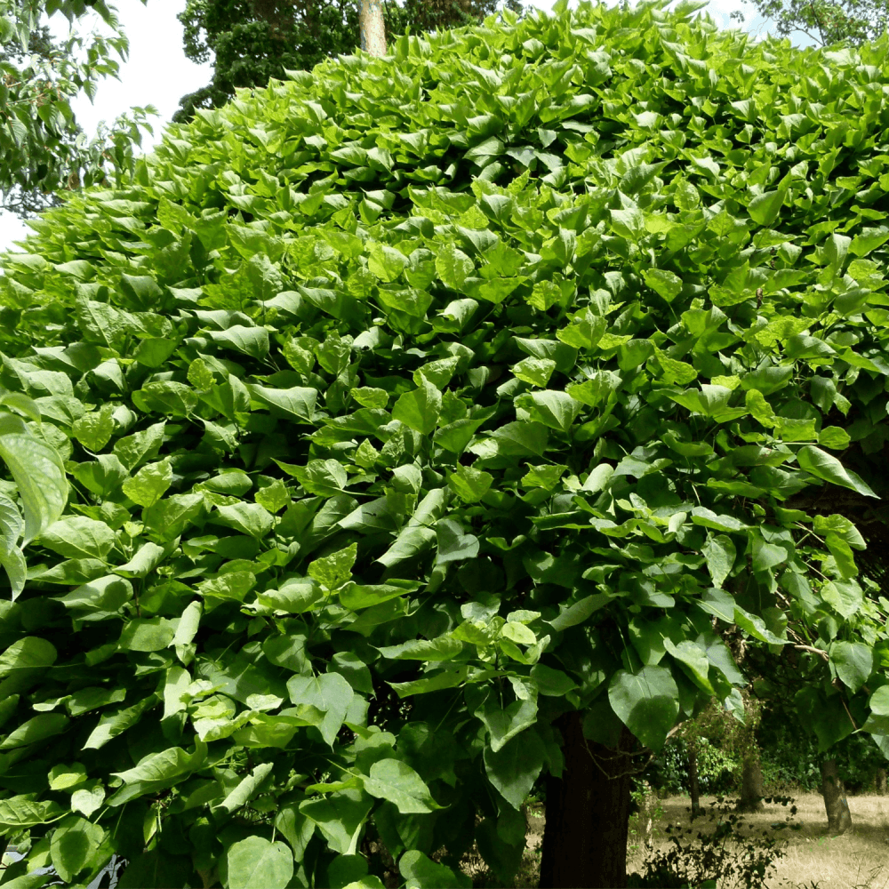 Catalpa de Caroline 'Nana' - Catalpa bignonioides 'Nana' - FLEURANDIE