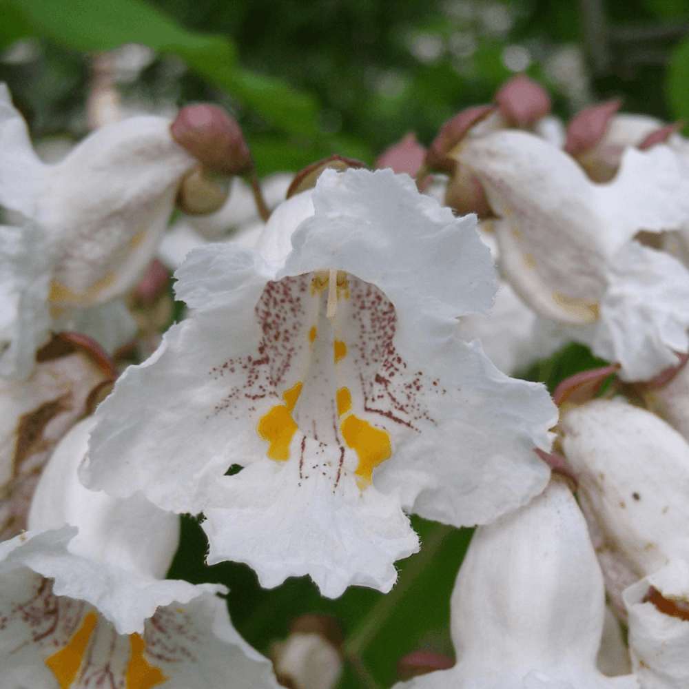 Catalpa de Caroline 'Nana' - Catalpa bignonioides 'Nana' - FLEURANDIE