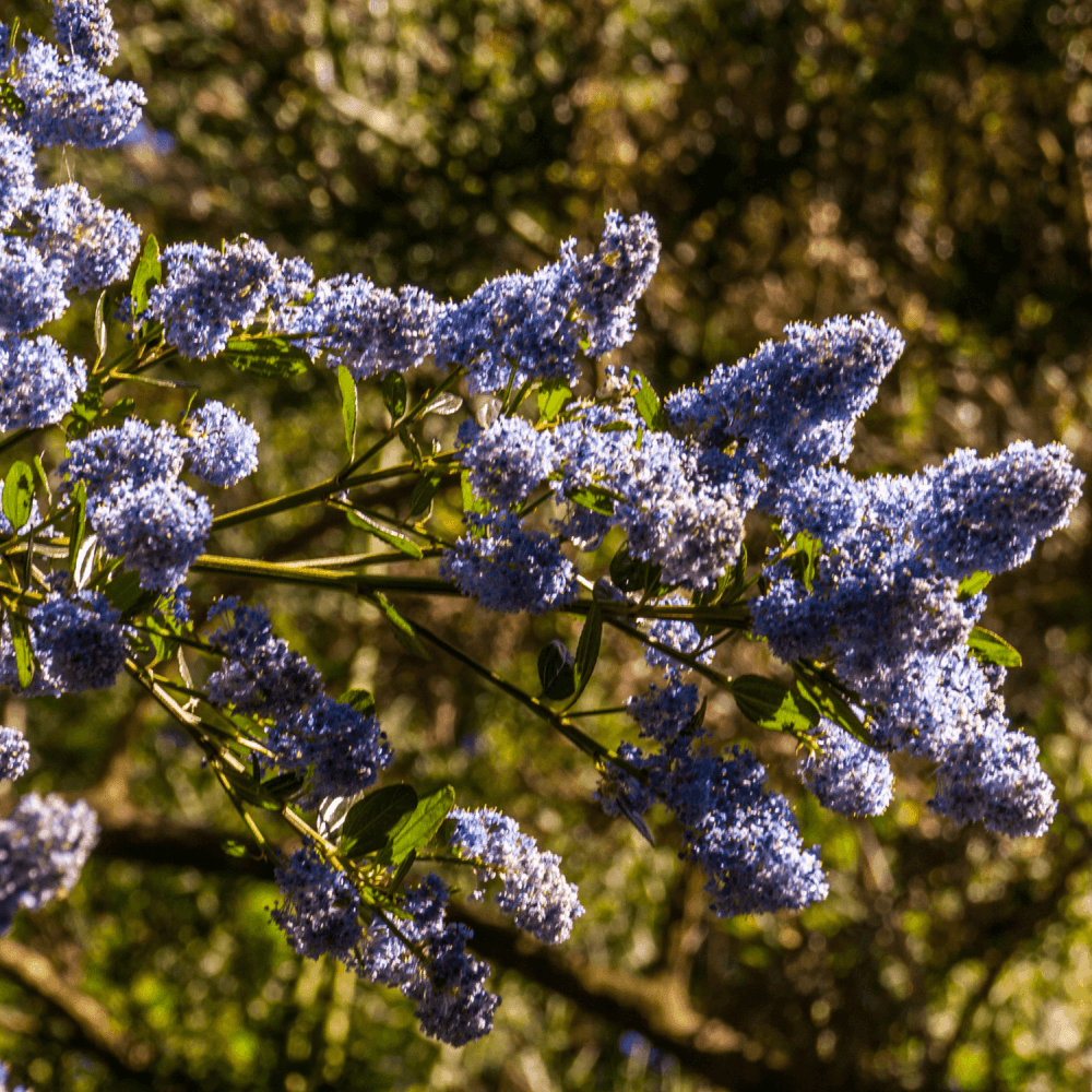 Céanothe caduc 'Gloire de Versailles' - Ceanothus delilianus 'Gloire de Versailles' - FLEURANDIE