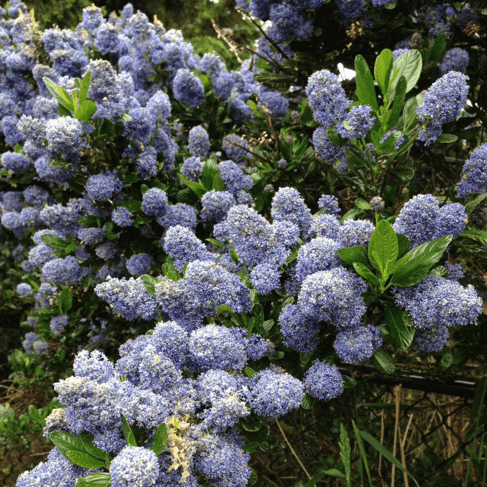 Céanothe caduc 'Gloire de Versailles' - Ceanothus delilianus 'Gloire de Versailles' - FLEURANDIE