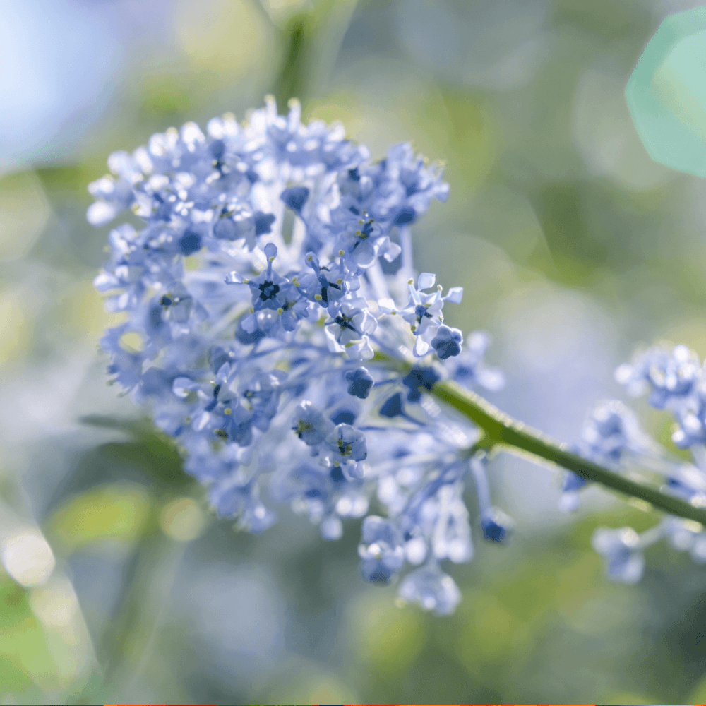 Céanothe caduc 'Gloire de Versailles' - Ceanothus delilianus 'Gloire de Versailles' - FLEURANDIE