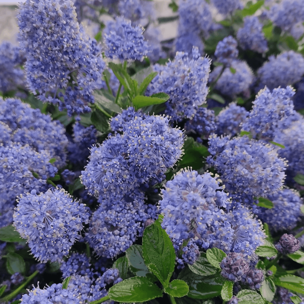 Céanothe caduc 'Henri Desfossé' - Ceanothus delilianus 'Henri Desfossé' - FLEURANDIE