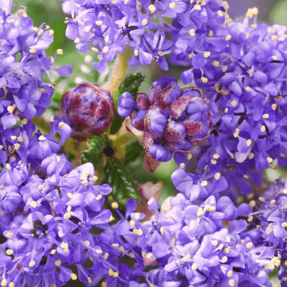 Céanothe caduc 'Henri Desfossé' - Ceanothus delilianus 'Henri Desfossé' - FLEURANDIE