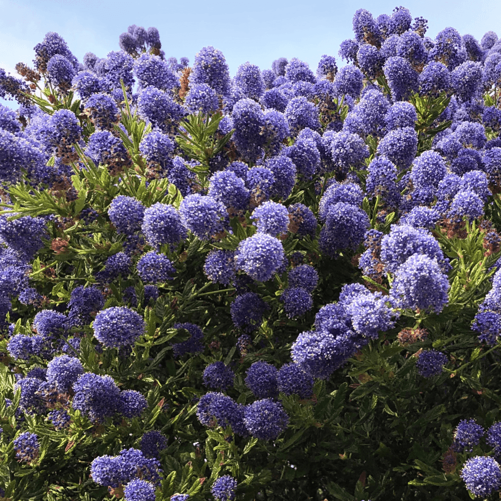 Céanothe caduc 'Henri Desfossé' - Ceanothus delilianus 'Henri Desfossé' - FLEURANDIE