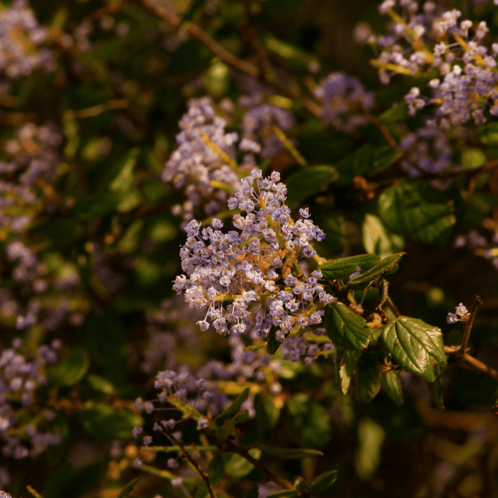 Céanothe caduc 'Marie Simon' - Ceanothus pallidus 'Marie Simon' - FLEURANDIE