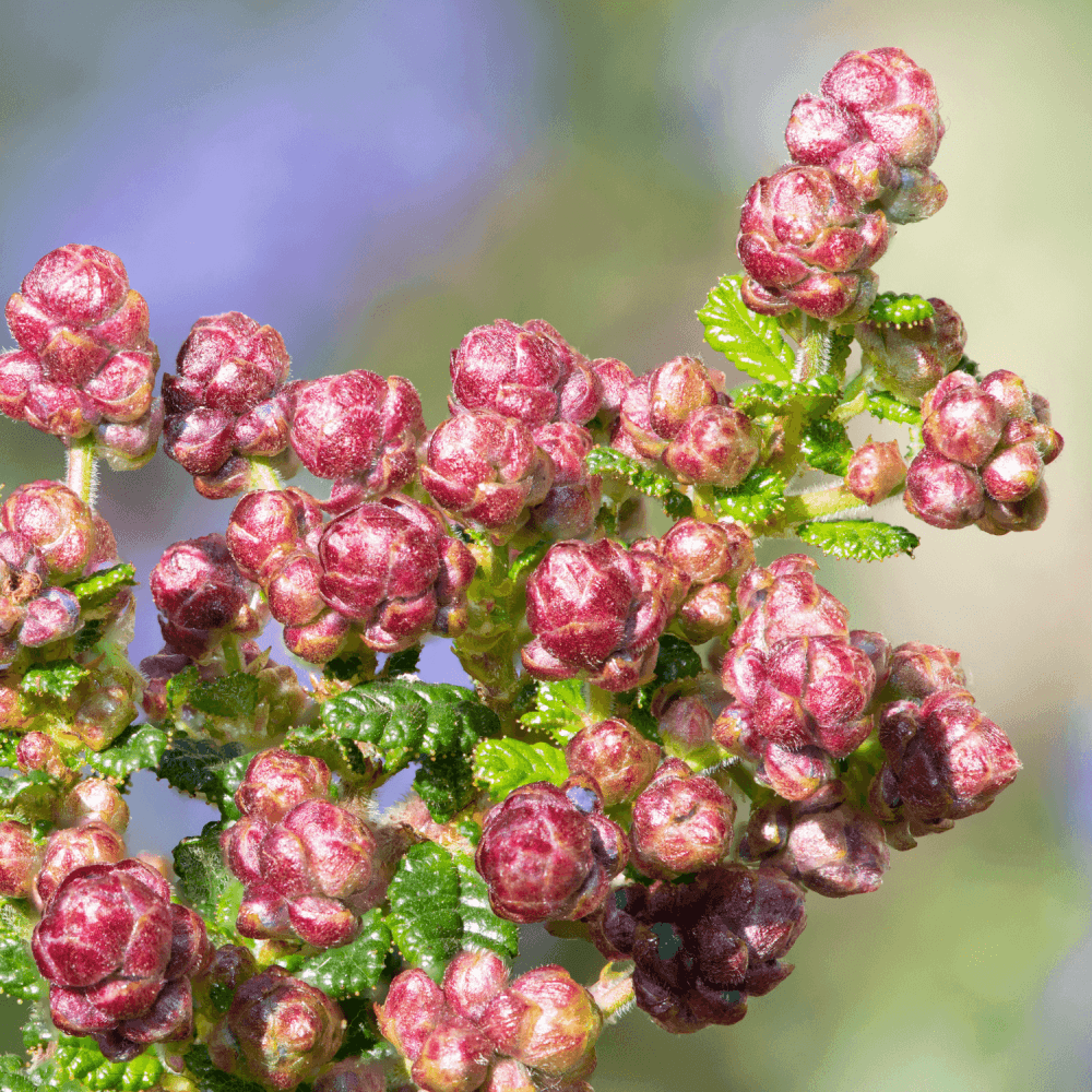 Céanothe caduc 'Marie Simon' - Ceanothus pallidus 'Marie Simon' - FLEURANDIE