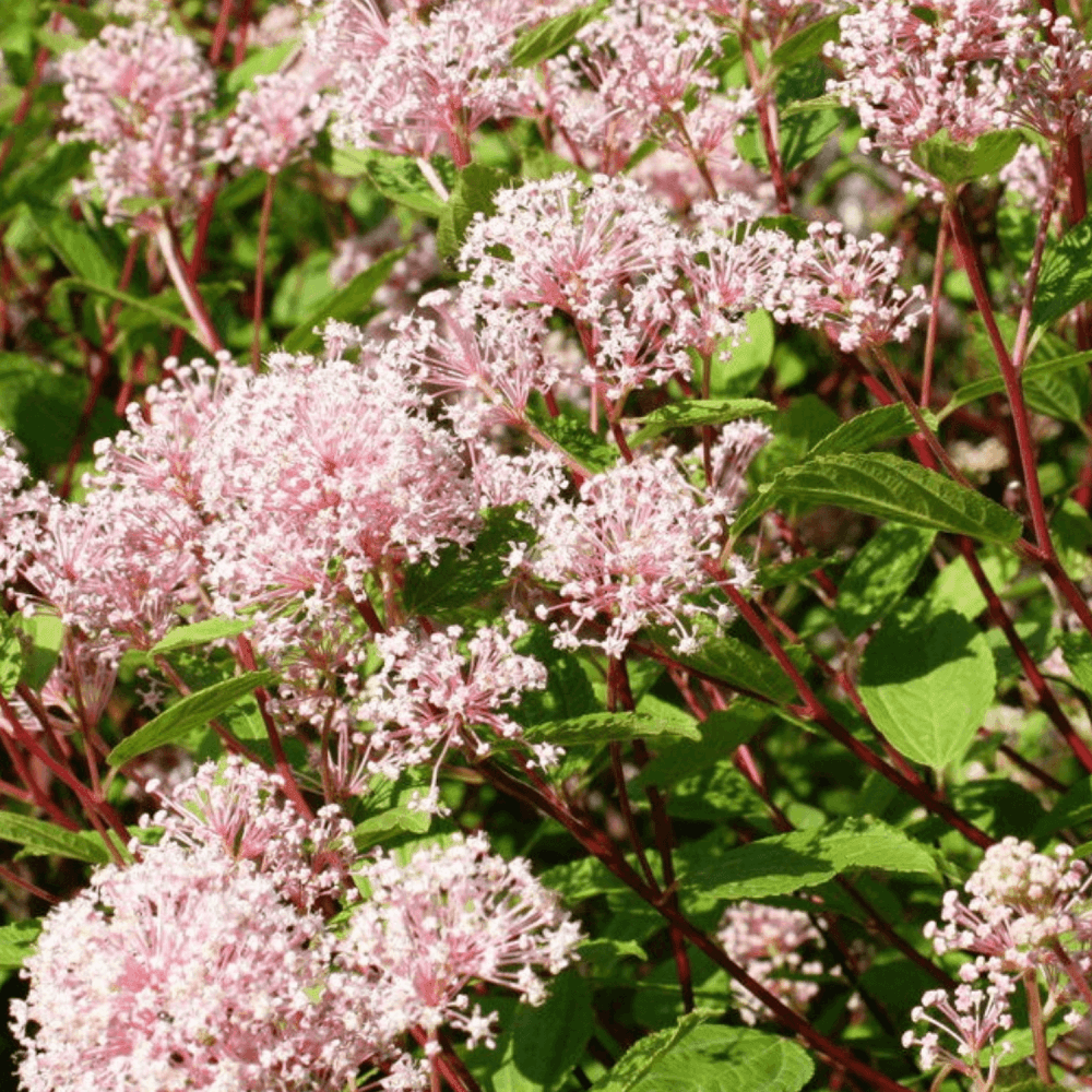 Céanothe caduc 'Marie Simon' - Ceanothus pallidus 'Marie Simon' - FLEURANDIE