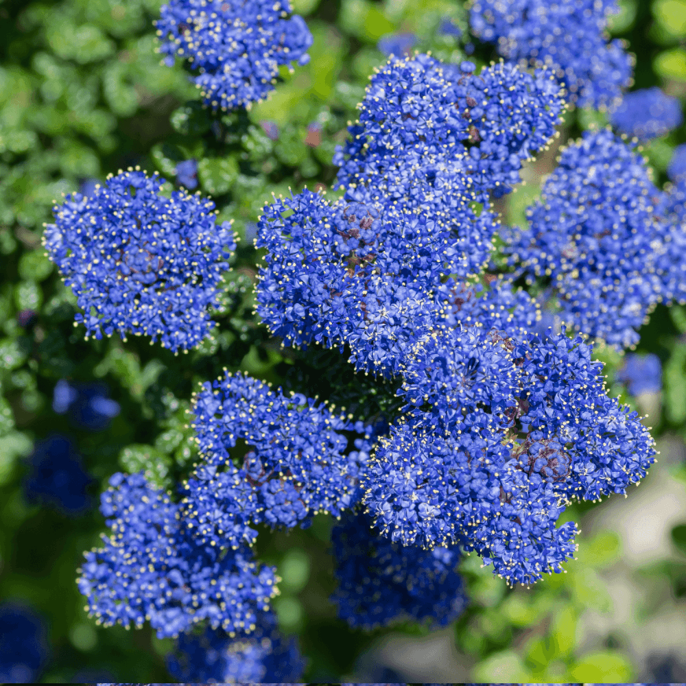 Céanothe, Lilas de Californie 'Concha' - Ceanothus 'Concha' - FLEURANDIE