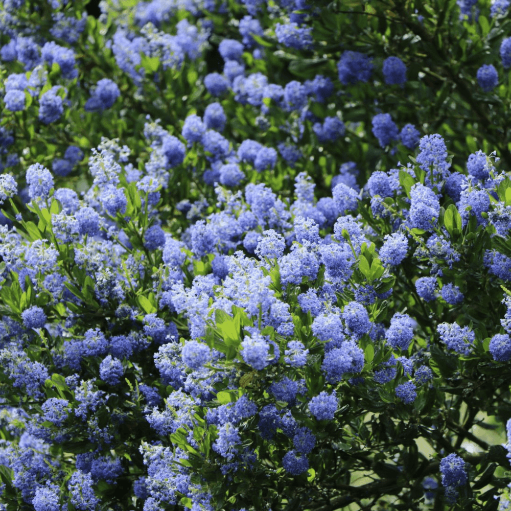 Céanothe, Lilas de Californie 'Concha' - Ceanothus 'Concha' - FLEURANDIE