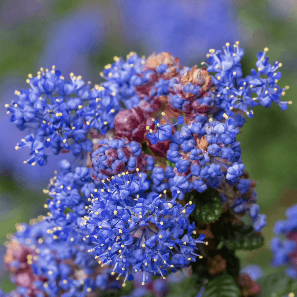 Céanothe, Lilas de Californie 'Concha' - Ceanothus 'Concha' - FLEURANDIE