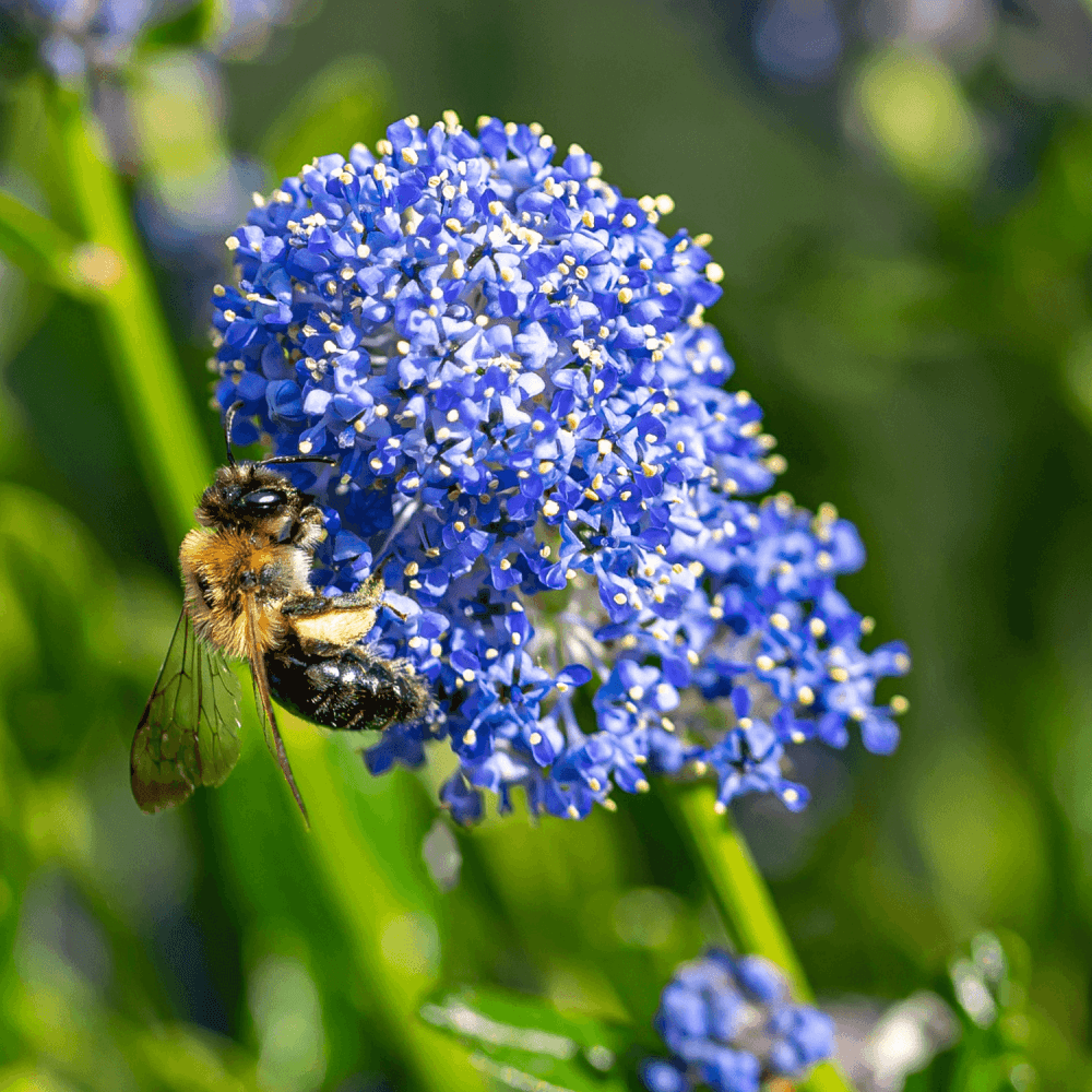 Céanothe rampant - Ceanothus thyrsiflorus repens - FLEURANDIE