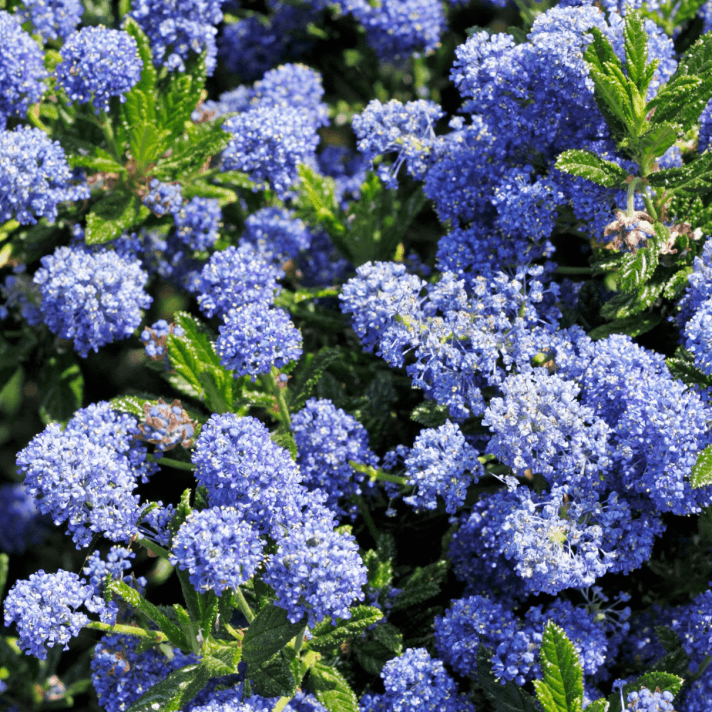 Céanothe rampant - Ceanothus thyrsiflorus repens - FLEURANDIE