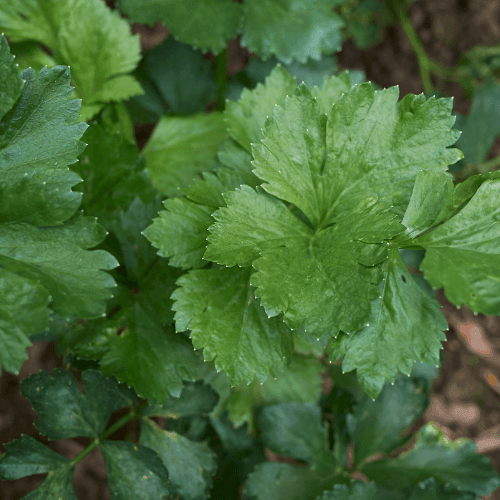 Celeri à couper - Apium graveolens - FLEURANDIE