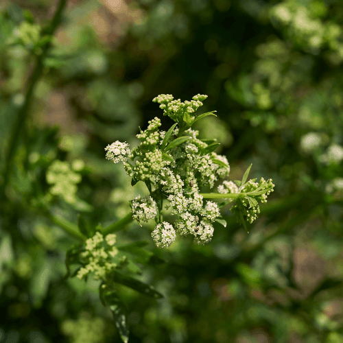 Celeri à couper - Apium graveolens - FLEURANDIE