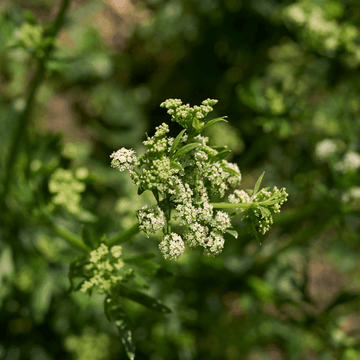 Celeri à couper - Apium graveolens