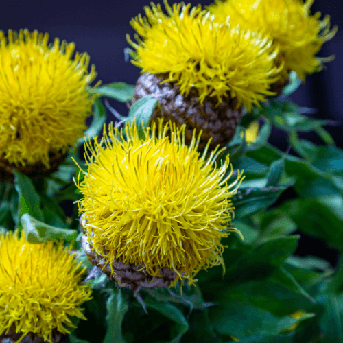 Centaurée à grosses têtes - Centaurea macrocephala - FLEURANDIE