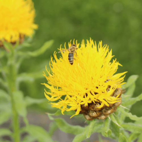 Centaurée à grosses têtes - Centaurea macrocephala - FLEURANDIE