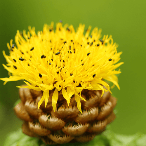 Centaurée à grosses têtes - Centaurea macrocephala - FLEURANDIE