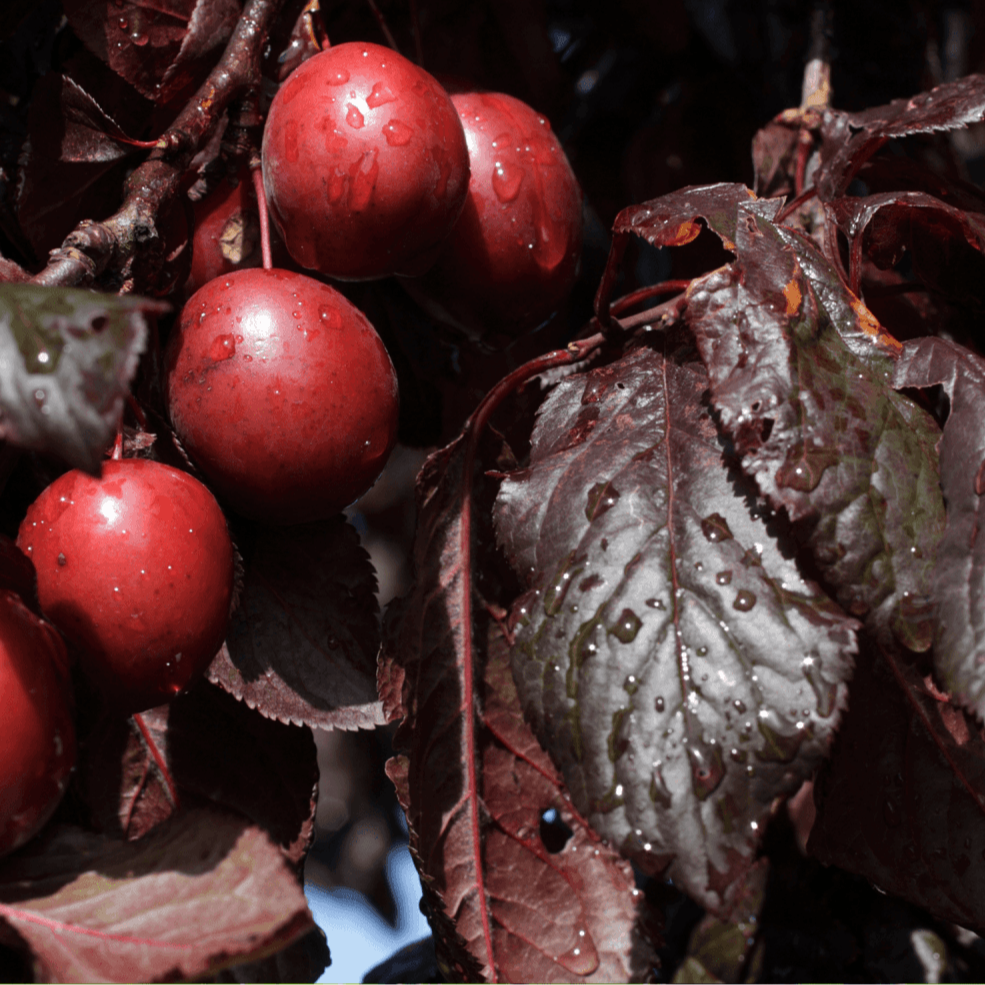 Cerisier à fleurs 'Nigra' - Prunus cerasifera 'Nigra' - FLEURANDIE