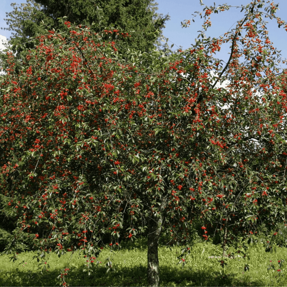 Cerisier 'Bigarreau Burlat' - Prunus avium 'Bigarreau Burlat' - FLEURANDIE