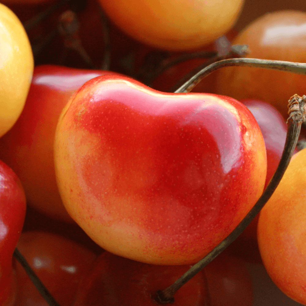 Cerisier 'Bigarreau Coeur de Pigeon' - Prunus avium 'bigarreau Coeur de Pigeon' - FLEURANDIE