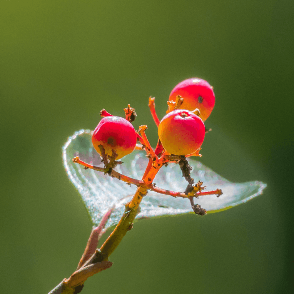 Cerisier 'Bigarreau Coeur de Pigeon' - Prunus avium 'bigarreau Coeur de Pigeon' - FLEURANDIE