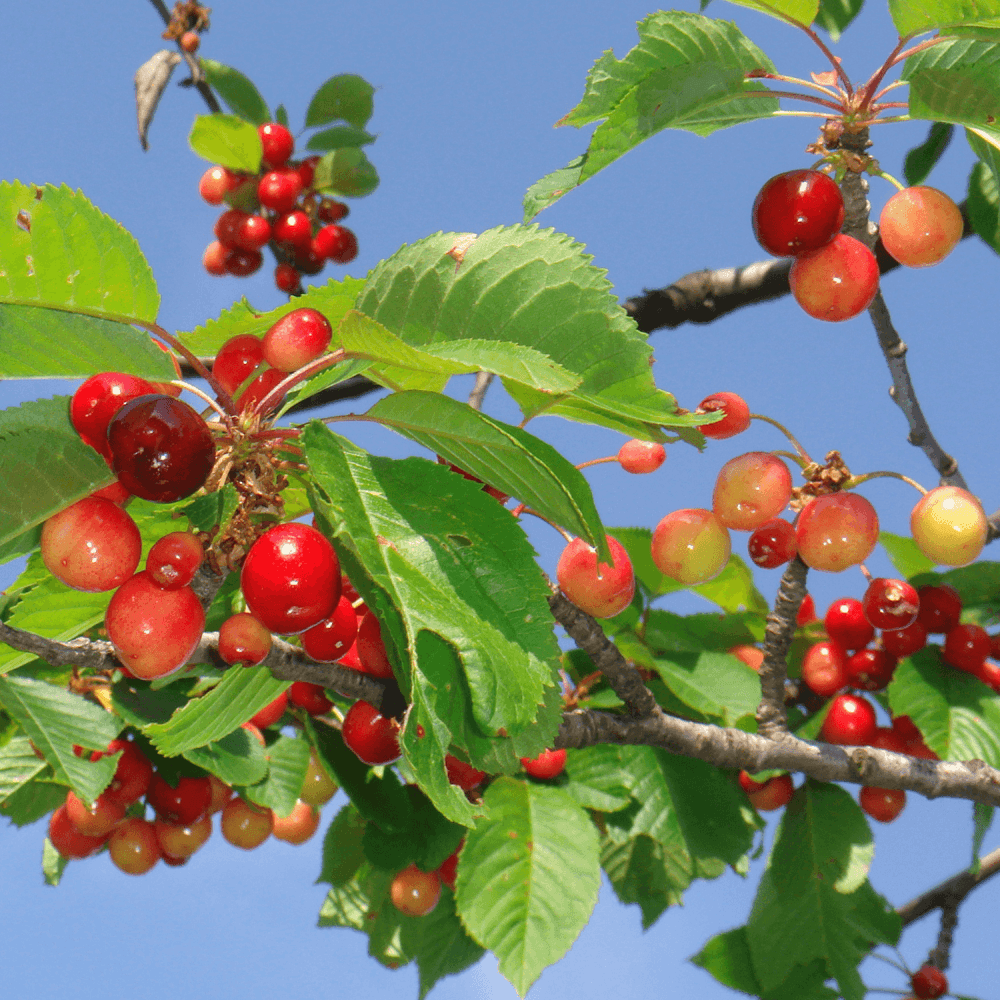 Cerisier 'Bigarreau Coeur de Pigeon' - Prunus avium 'bigarreau Coeur de Pigeon' - FLEURANDIE