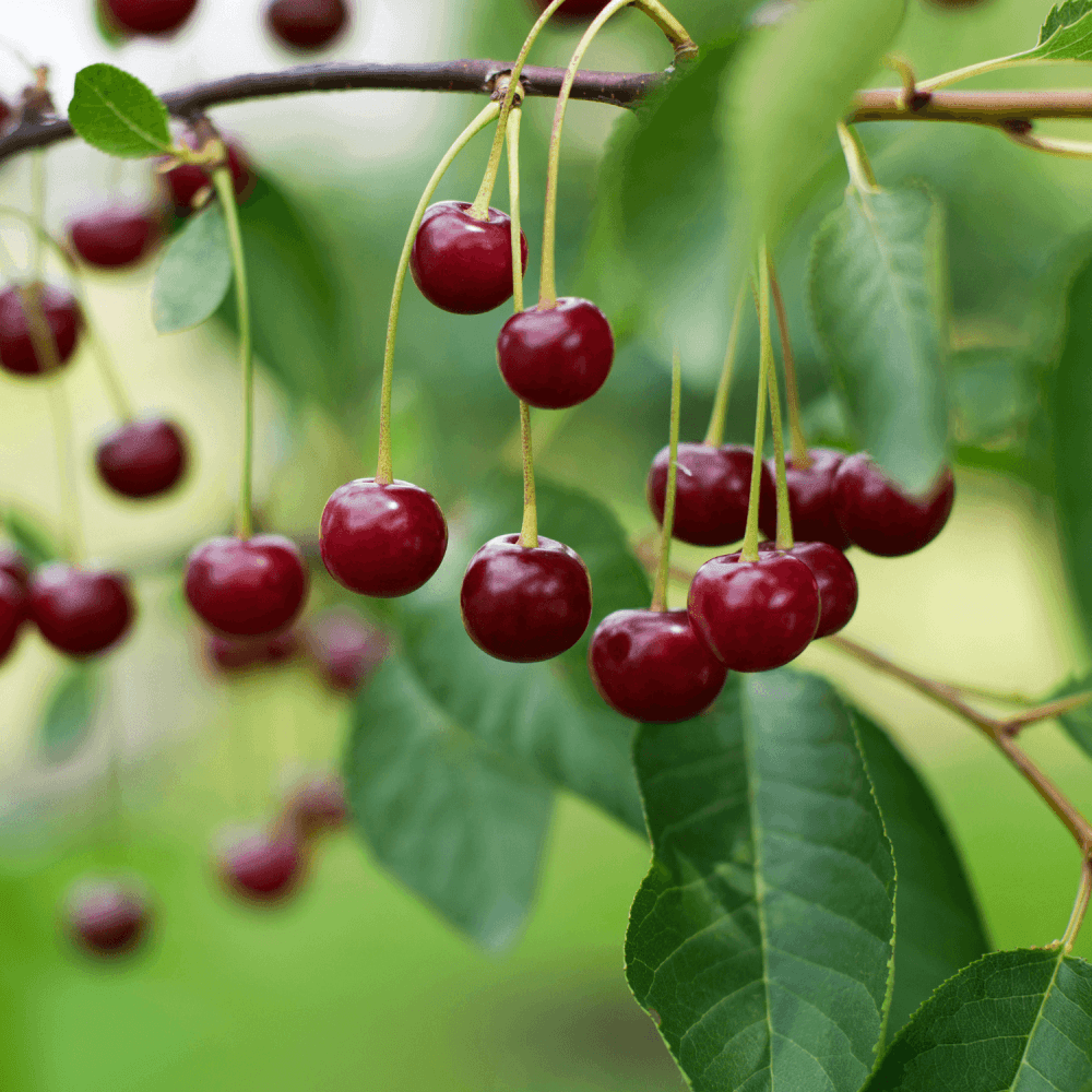 Cerisier 'Bigarreau géant de Hedelfingen' - Prunus avium 'Bigarreau géant de Hedelfingen' - FLEURANDIE