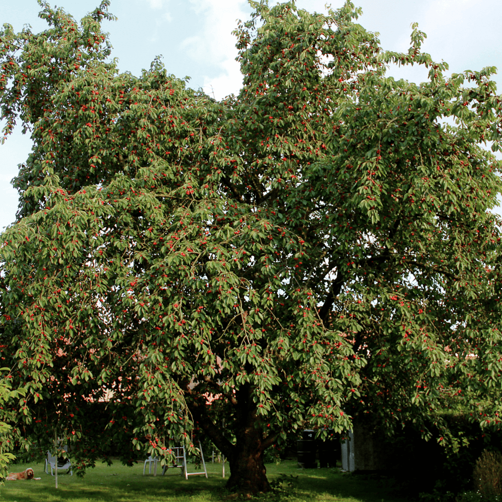 Cerisier 'Bigarreau géant de Hedelfingen' - Prunus avium 'Bigarreau géant de Hedelfingen' - FLEURANDIE