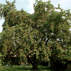 Cerisier 'Bigarreau géant de Hedelfingen' - Prunus avium 'Bigarreau géant de Hedelfingen' - FLEURANDIE