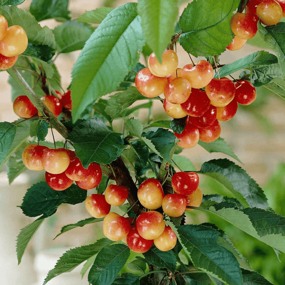 Cerisier 'Bigarreau Napoleon' - Prunus avium 'Bigarreau Napoléon' - FLEURANDIE