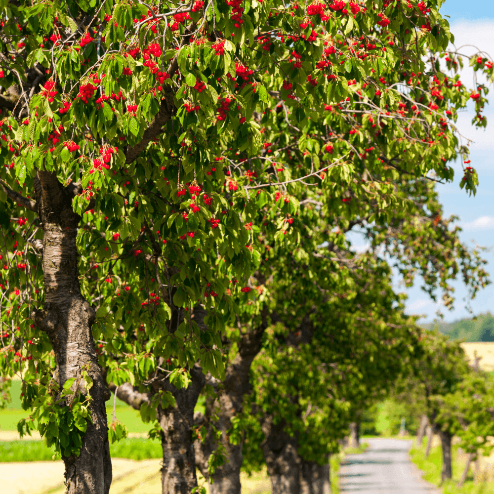 Cerisier 'Bigarreau Napoleon' - Prunus avium 'Bigarreau Napoléon' - FLEURANDIE