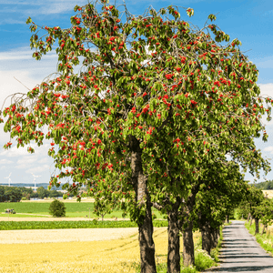 Cerisier 'Bigarreau Reverchon' - Prunus avium 'Bigarreau Reverchon' - FLEURANDIE