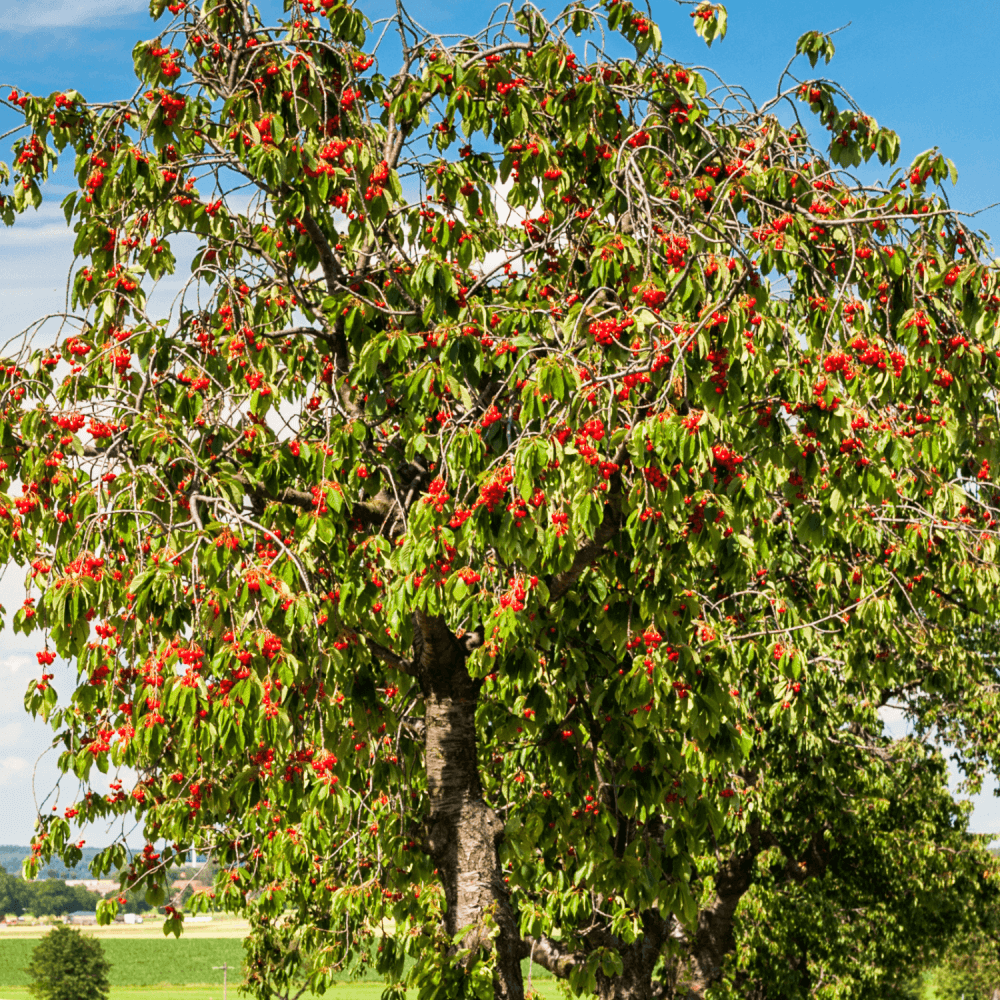 Cerisier 'Bigarreau Summit' - Prunus avium 'Bigarreau Summit' - FLEURANDIE