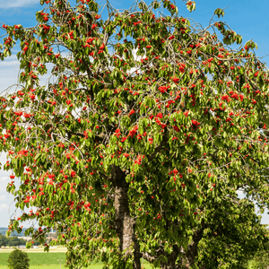 Cerisier 'Bigarreau Summit' - Prunus avium 'Bigarreau Summit' - FLEURANDIE