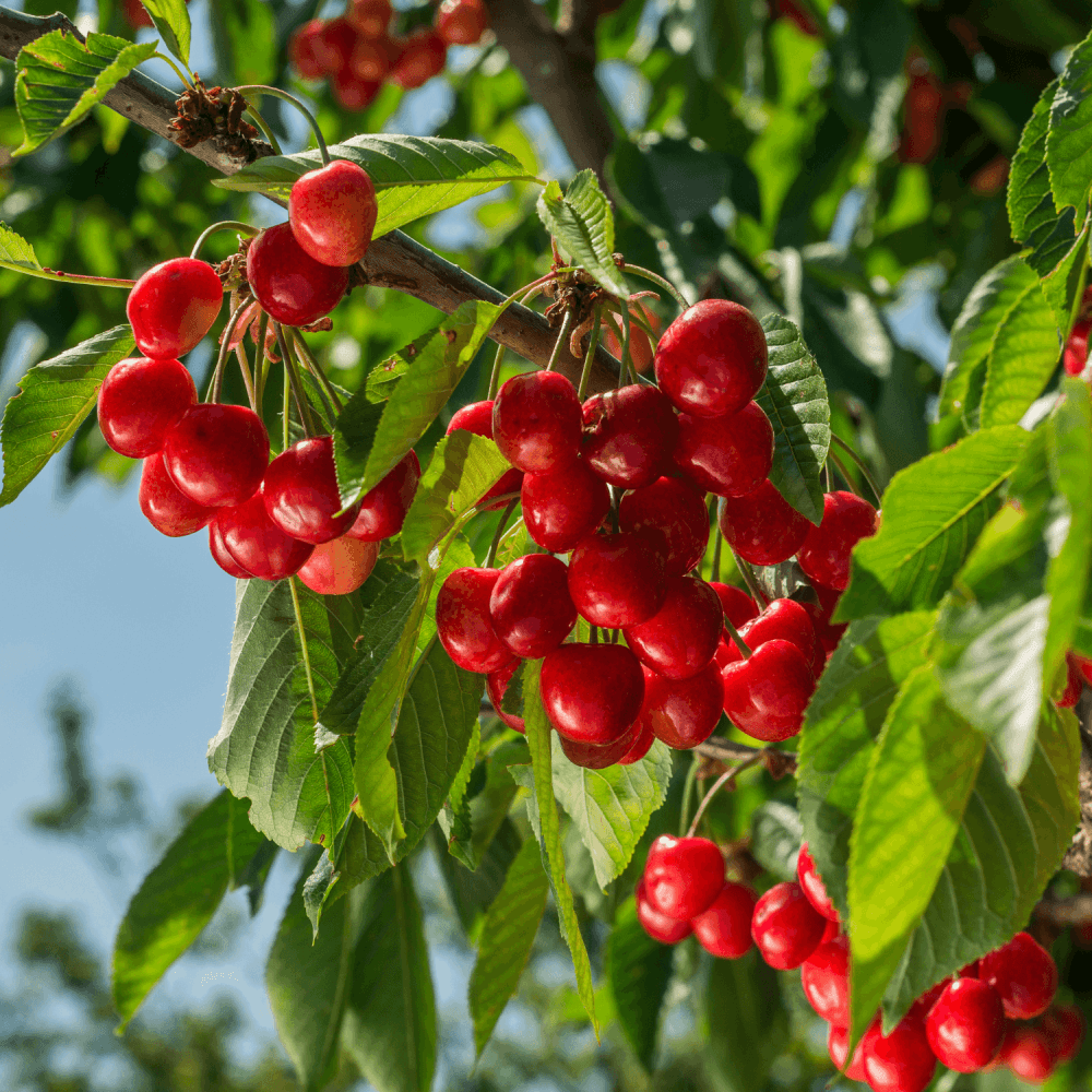 Cerisier 'Bigarreau Summit' - Prunus avium 'Bigarreau Summit' - FLEURANDIE