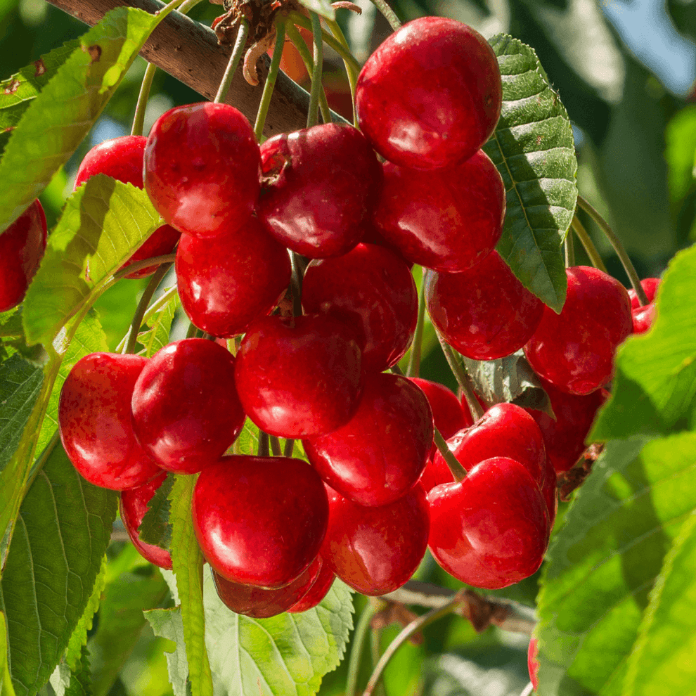 Cerisier Bigarreau Napoleon En Pot 120 Cm - Prunus Avium, Floraison Avril, Hauteur Adulte 1.5-2 M
