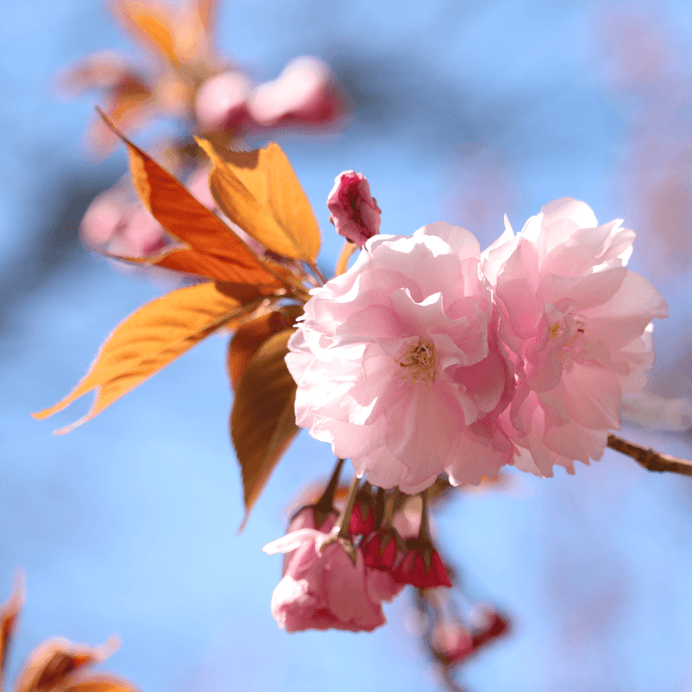 Cerisier du Japon 'Kanzan' - Prunus serrulata 'Kanzan' - FLEURANDIE