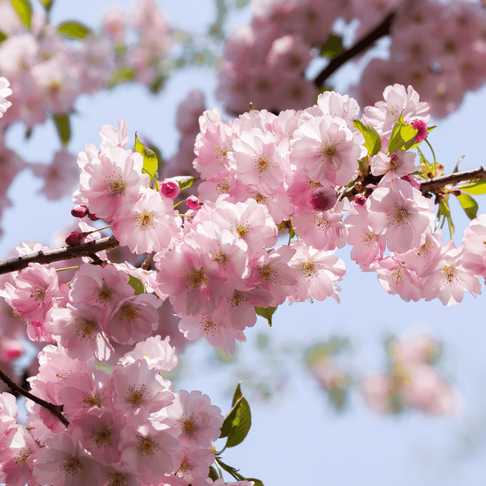 Cerisier du Japon 'Kiku-shidare-sakura' - Prunus serrulata 'Kiku-shidare-sakura' - FLEURANDIE