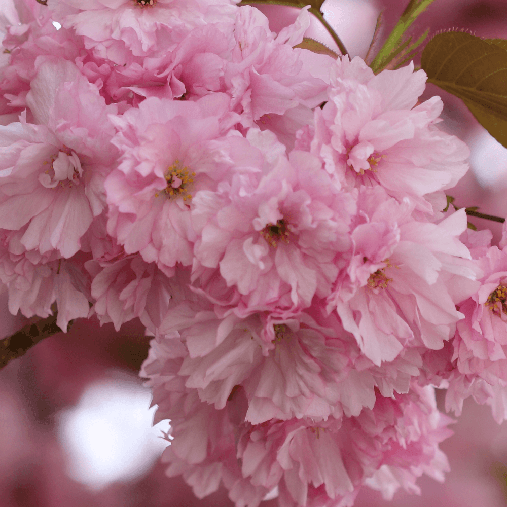 Cerisier du Japon 'Kiku-shidare-sakura' - Prunus serrulata 'Kiku-shidare-sakura' - FLEURANDIE