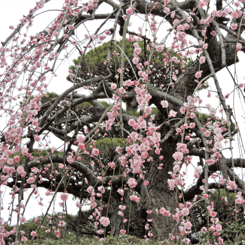 Cerisier du Japon 'Kiku-shidare-sakura' - Prunus serrulata 'Kiku-shidare-sakura' - FLEURANDIE