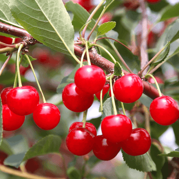 Cerisier 'Griotte de Montmorency' - Prunus avium 'Griotte de Montmorency'