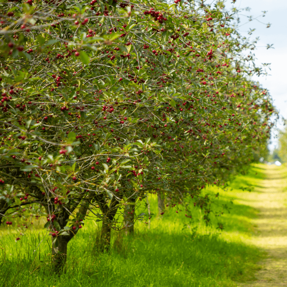 Cerisier Griotte de Montmorency - Prunus avium 'griotte de Montmorency' - FLEURANDIE