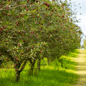 Cerisier Griotte de Montmorency - Prunus avium 'griotte de Montmorency' - FLEURANDIE