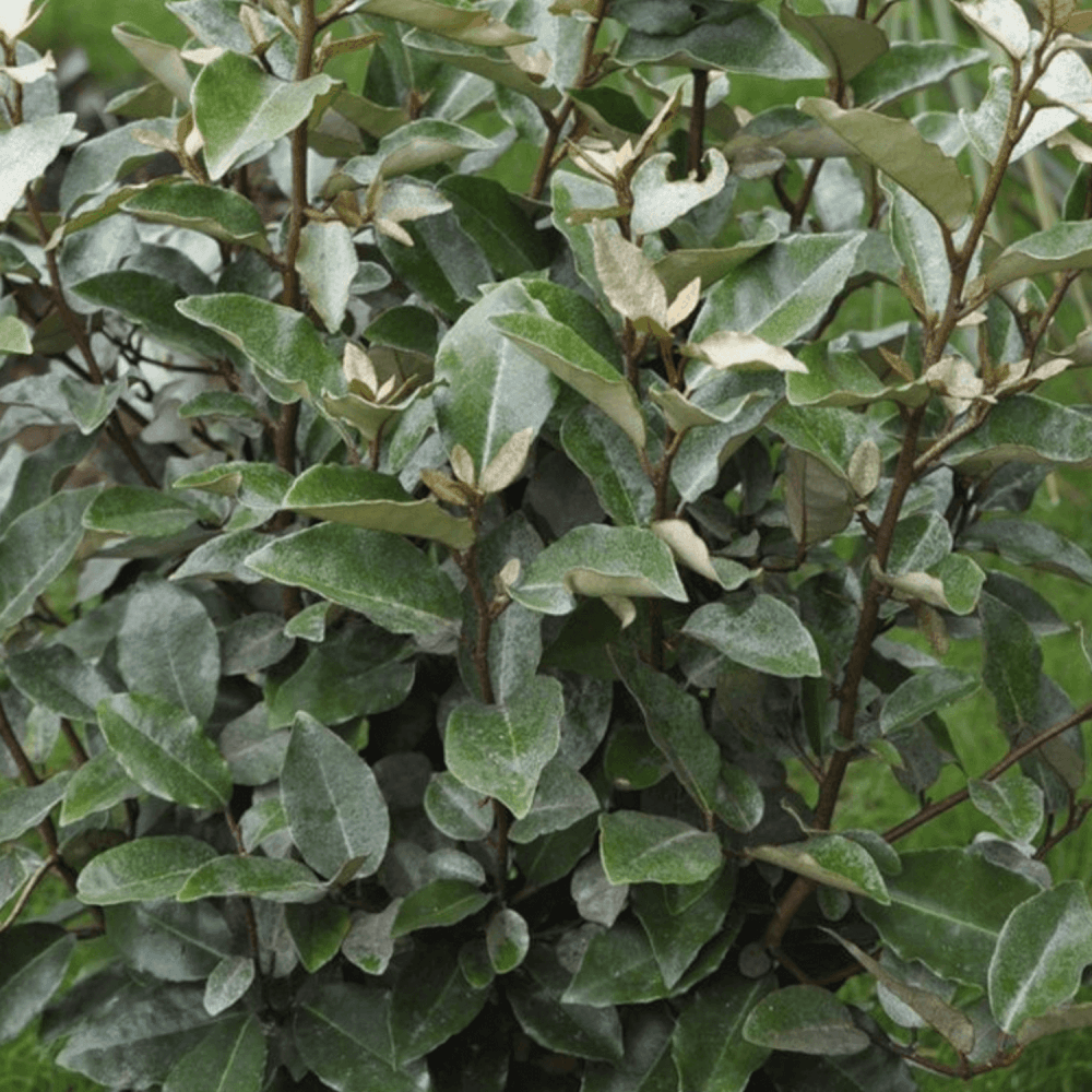 Chalef 'Compacta' - Elaeagnus ebbingei 'Compacta' - FLEURANDIE