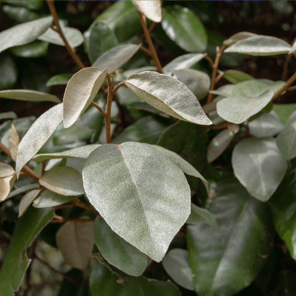 Chalef 'Compacta' - Elaeagnus ebbingei 'Compacta' - FLEURANDIE