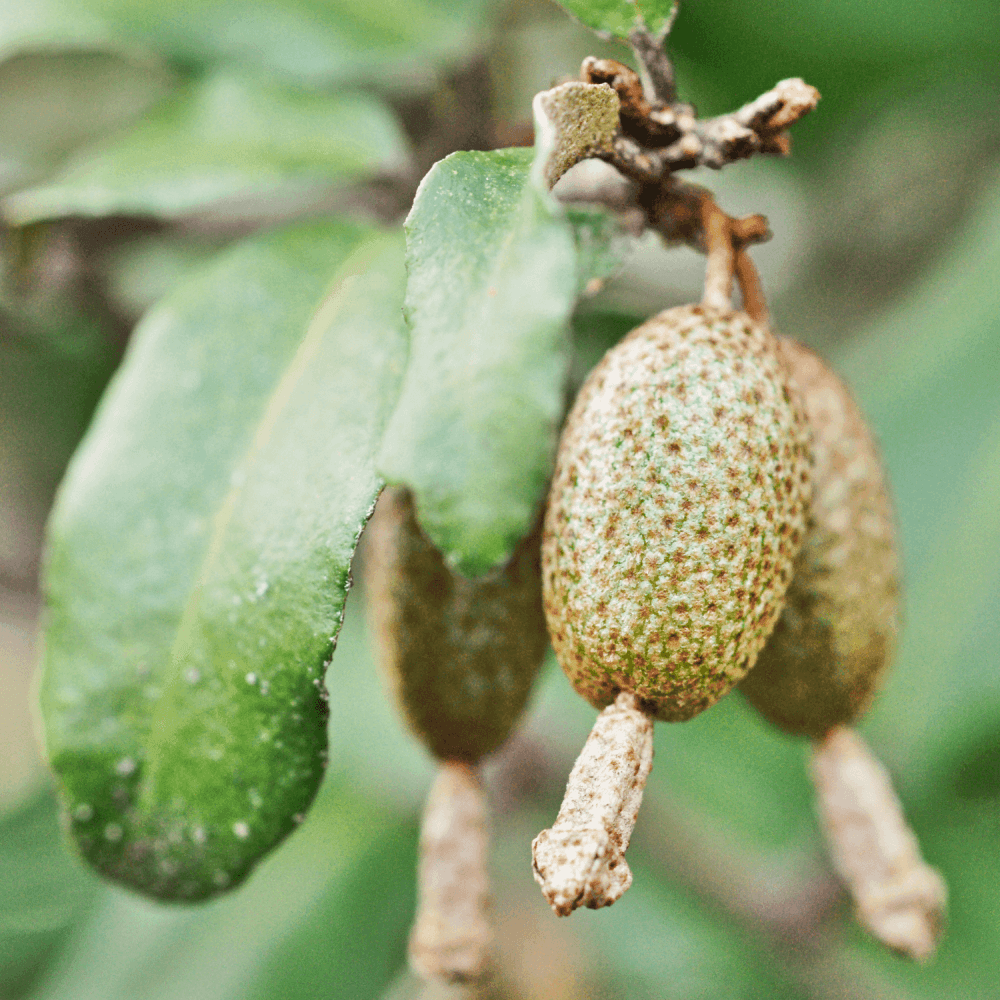 Chalef de Ebbing - Elaeagnus x ebbingei - FLEURANDIE