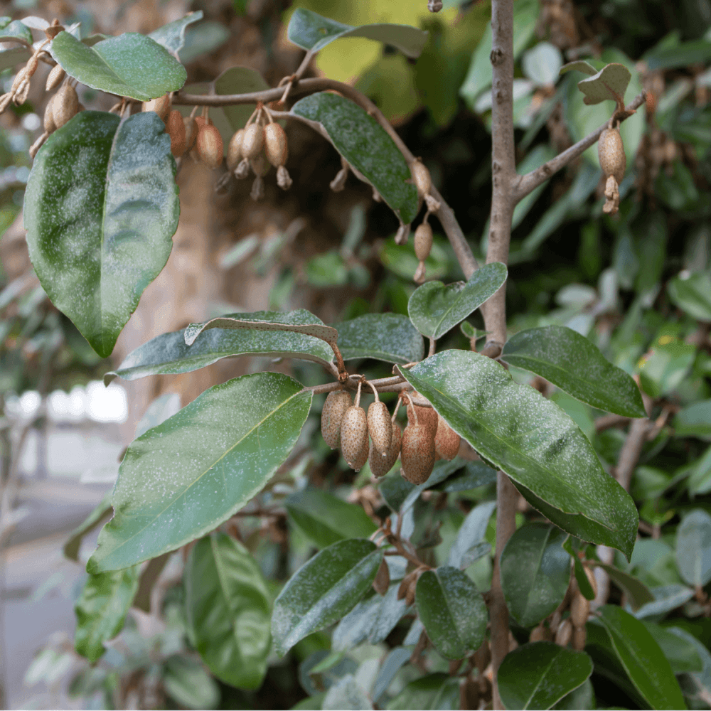 Chalef de Ebbing - Elaeagnus x ebbingei - FLEURANDIE