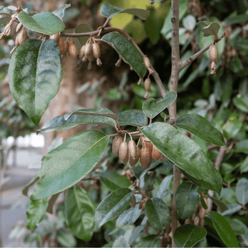 Chalef de Ebbing - Elaeagnus x ebbingei