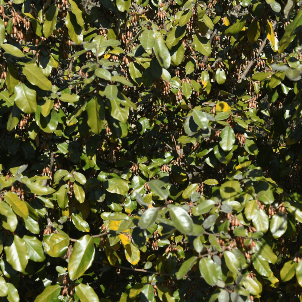 Chalef de Ebbing - Elaeagnus x ebbingei - FLEURANDIE